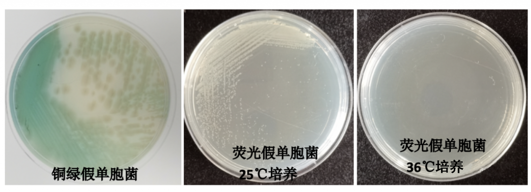 CN琼脂平板上铜绿假单胞菌和荧光假单胞菌的生长特征