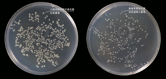 MPC琼脂培养基上细菌的生长特征
