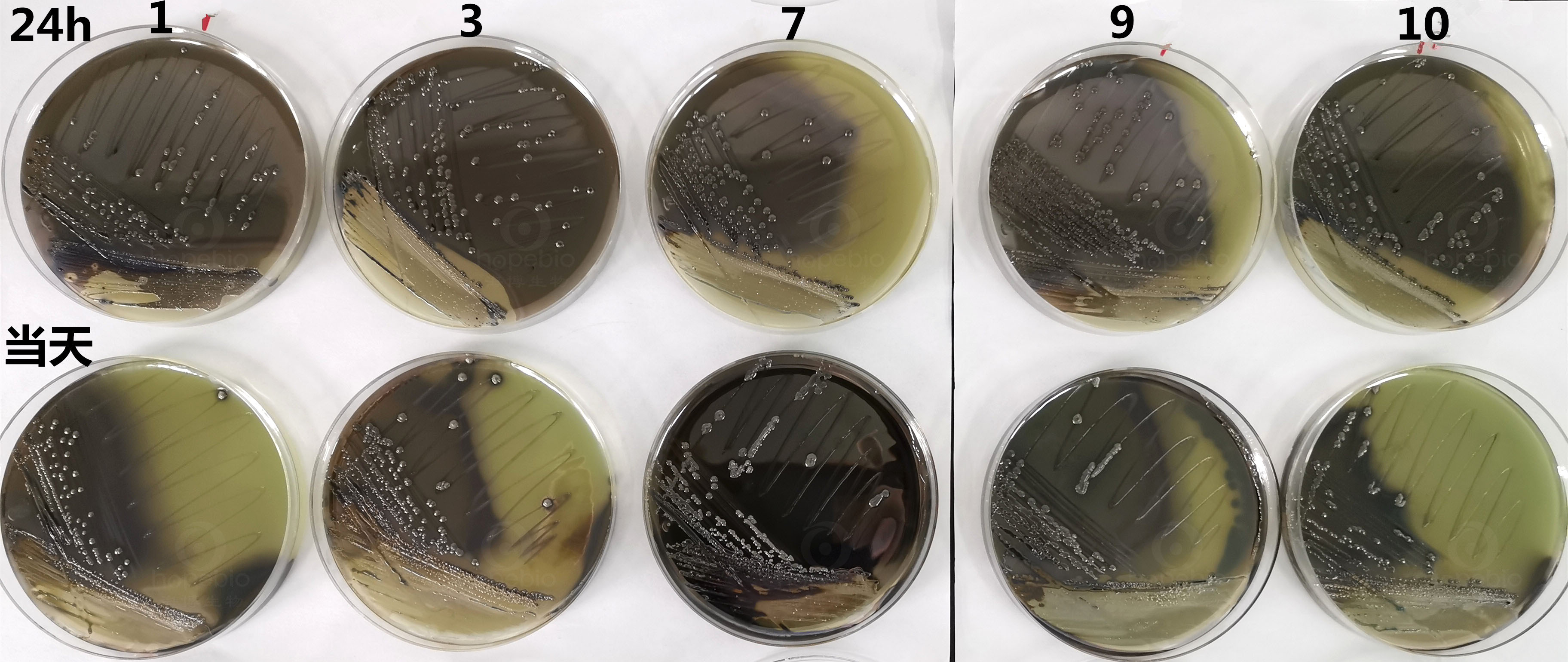 亚硫酸铋琼脂配置后不同使用时间目标菌的生长对比