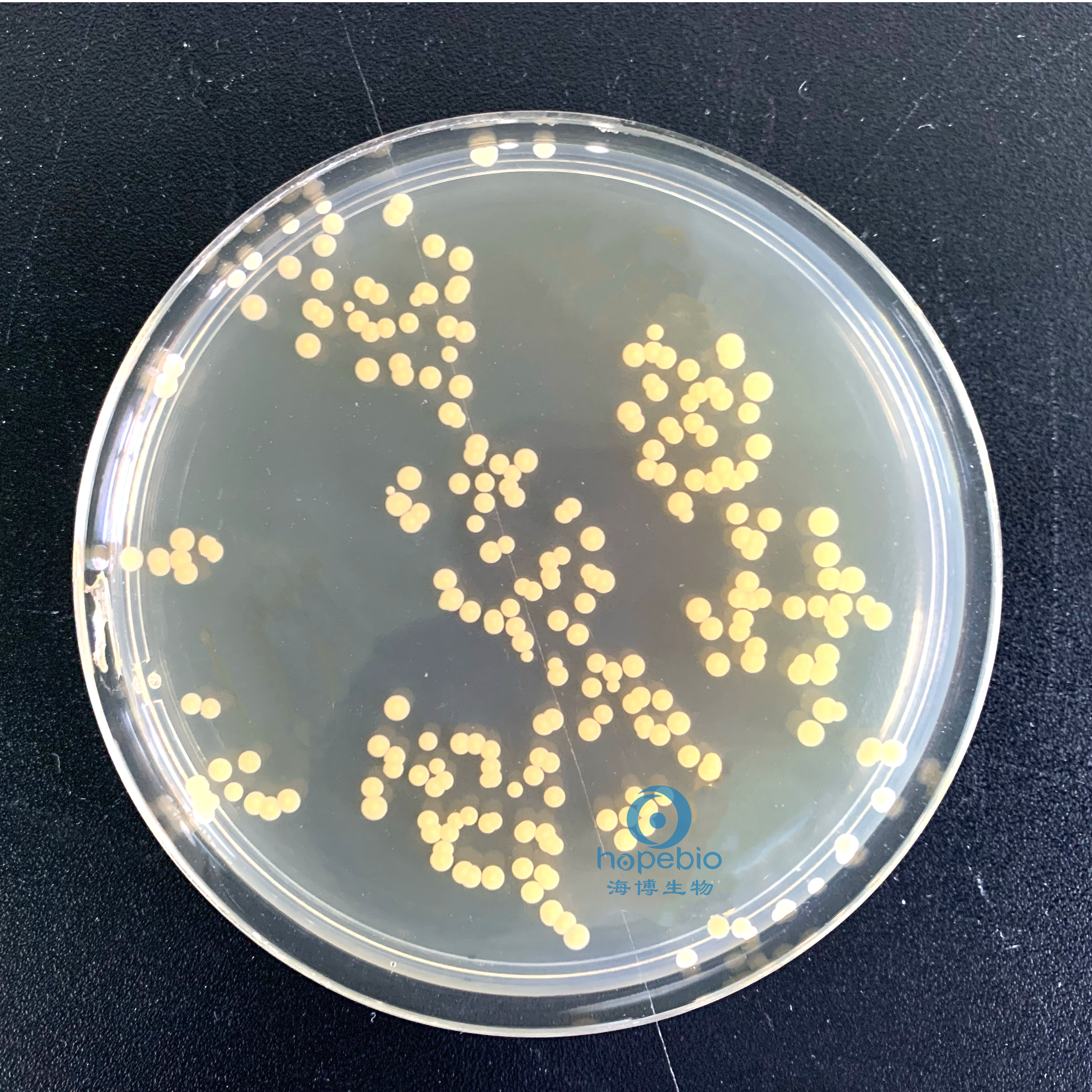 金黄色葡萄球菌  有黄色色素