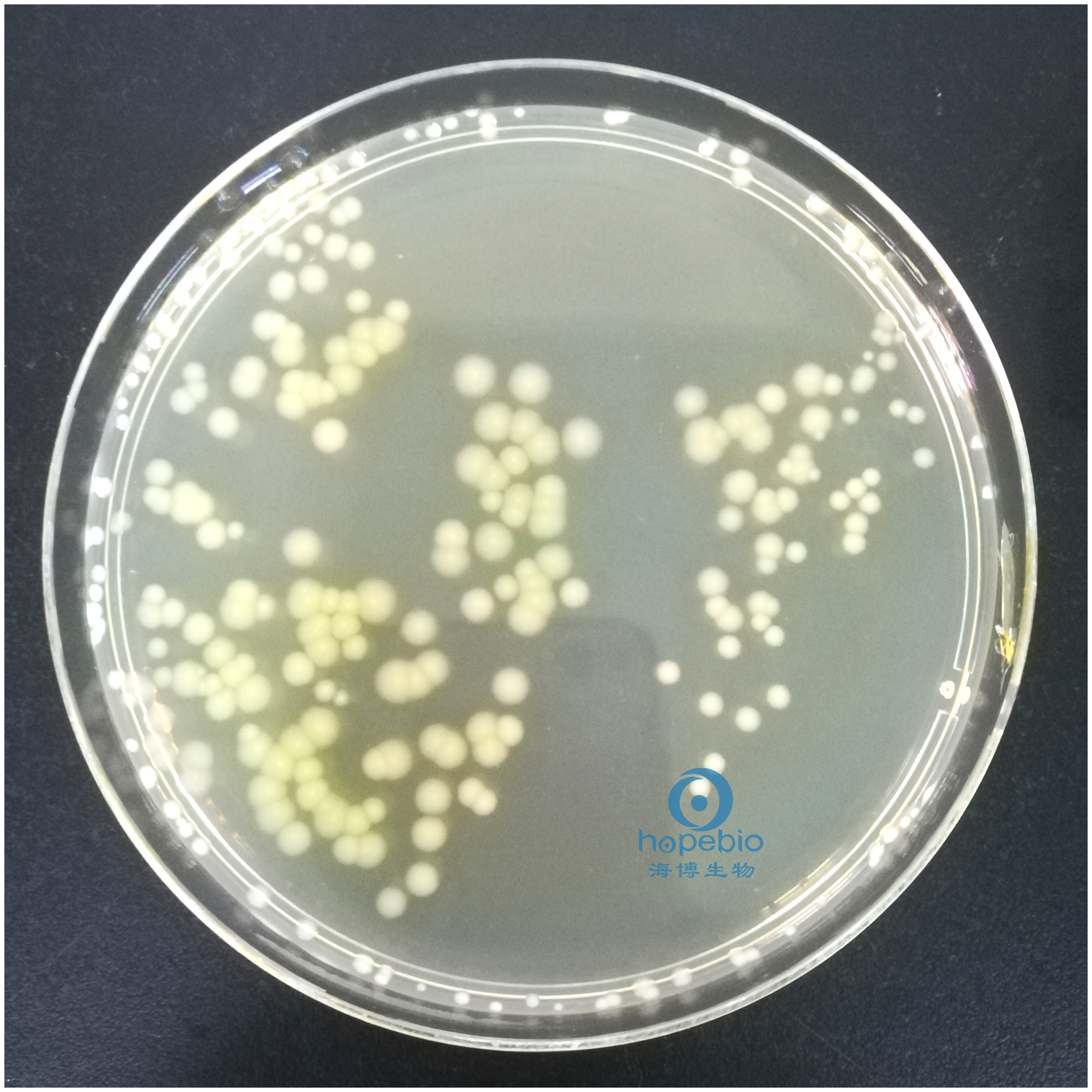 铜绿假单胞菌  有绿色色素