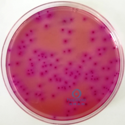 大肠埃希氏菌  紫红色菌落，可有胆盐沉淀环