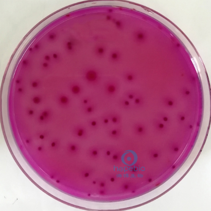 阴沟肠杆菌  紫红色菌落，可有胆盐沉淀环