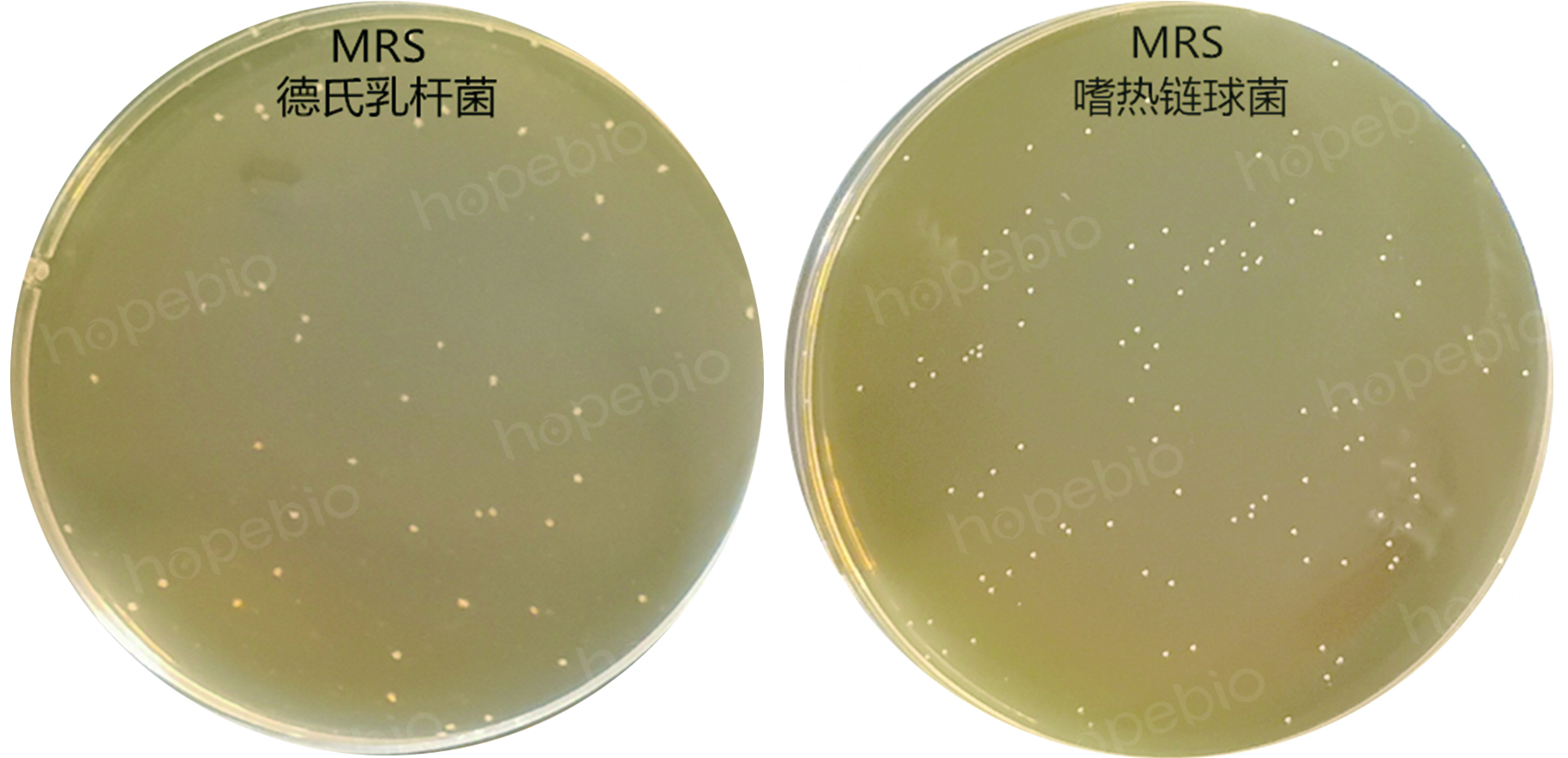 MRS上德氏乳杆菌和嗜热链球菌的菌落形态