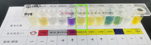 用菌悬液接种的试验结果（氨基酸对照管变黄，正确）