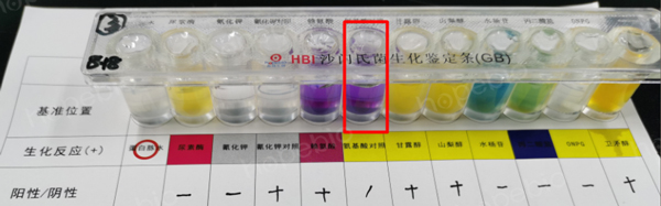 用接种环挑菌接种的试验结果（氨基酸对照管紫色，异常）
