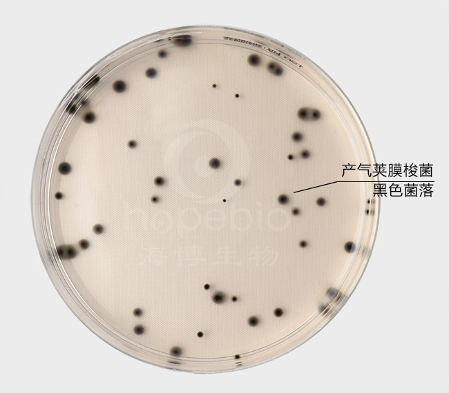 强化梭菌鉴别琼脂(DRCA)微生物质控结果