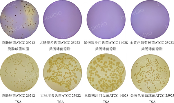 粪肠球菌琼脂培养基的微生物质控结果（涂布培养）