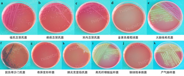 志贺氏菌显色培养基微生物质控结果