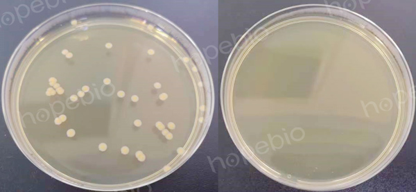 （左）菌数为39CFU，实验组2（右）无菌生长