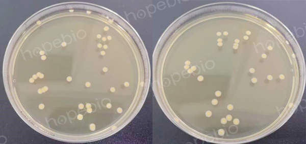 （左）菌数为38CFU，实验组4（右）菌数为32CFU