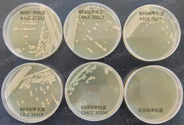 42℃条件下培养，铜绿假单胞菌和荧光假单胞菌的生长状态