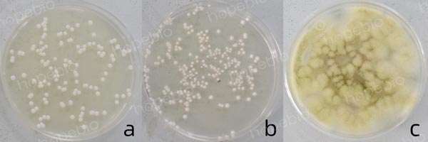 a为白色念珠菌；b为酵母菌；c为黑曲霉菌