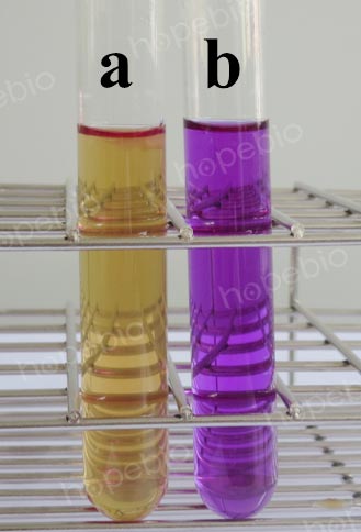 溴甲酚紫葡萄糖蛋白胨水培养基微生物质控结果