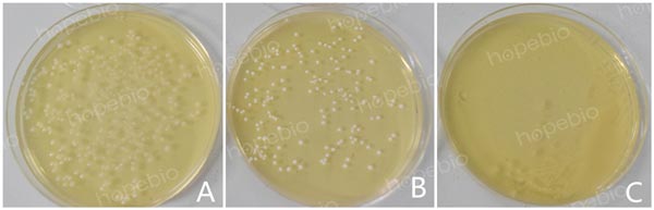 注：A为嗜酸乳杆菌；B为植物乳杆菌；C为大肠埃希氏菌