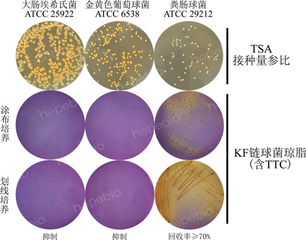 KF链球菌琼脂（含TTC）的微生物质控结果