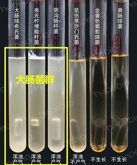 图2-1 LST肉汤培养不同菌株的试验结果（浑浊且产气的为大肠菌群）