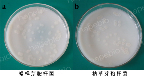 图1-2 芽孢杆菌培养基微生物质控结果