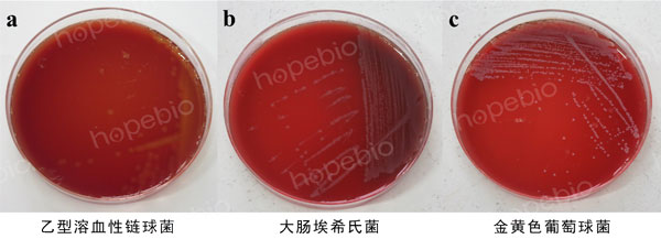 图1-1 血琼脂基础2号微生物质控结果
