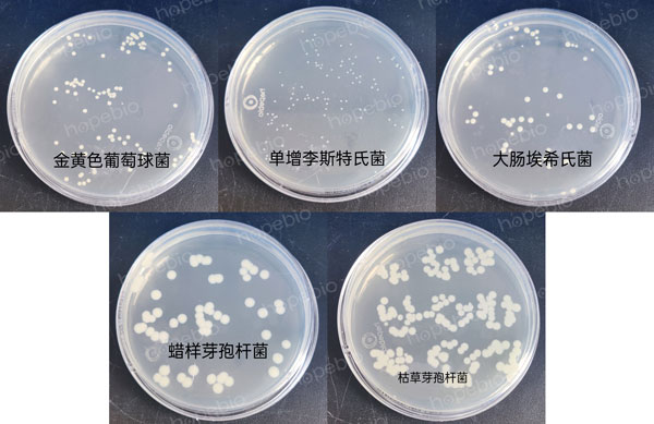 不同细菌在营养琼脂（NA）上的生长特征：