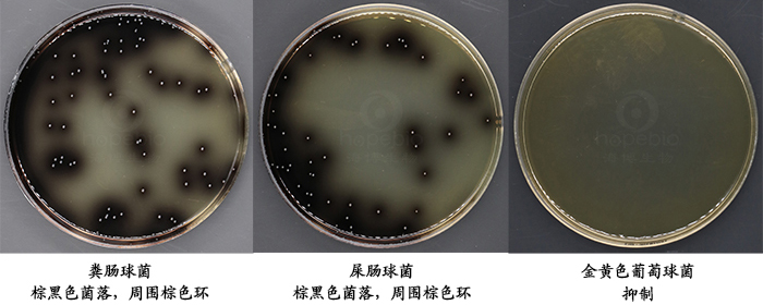 Pfizer肠球菌选择性培养基（PSE琼脂）