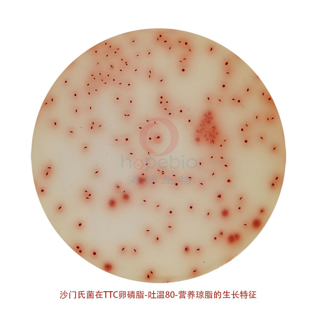 沙门氏菌---TTC卵磷脂-吐温80-营养琼脂