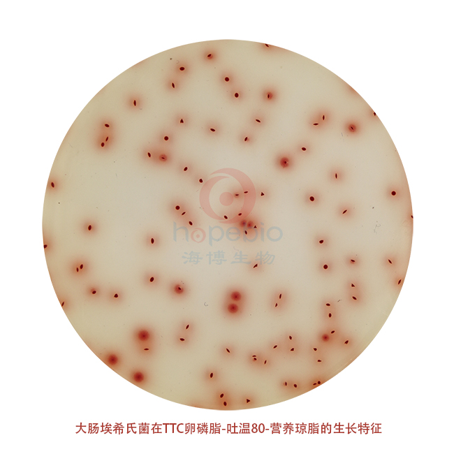 大肠埃希氏菌——TTC卵磷脂-吐温80-营养琼脂