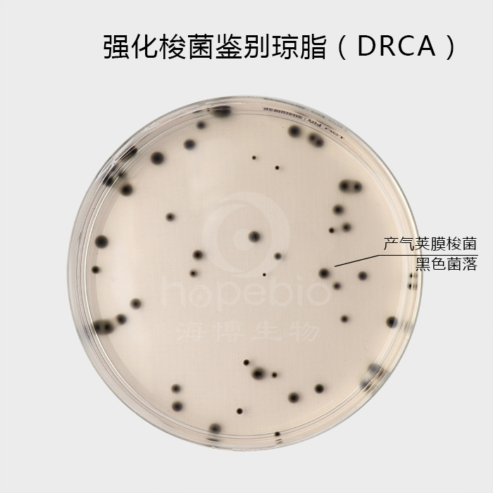 强化梭菌鉴别琼脂（DRCA)