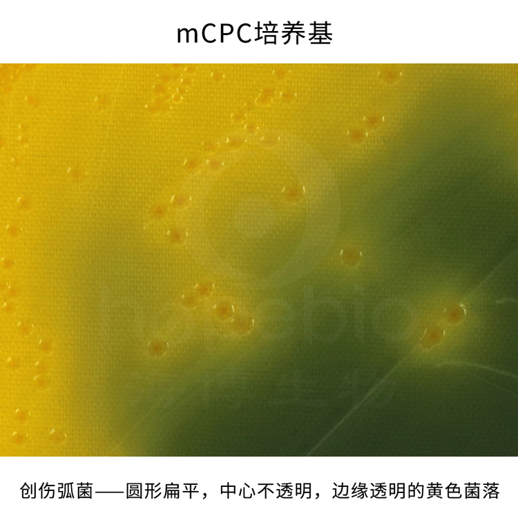 mCPC培养基—创伤弧菌