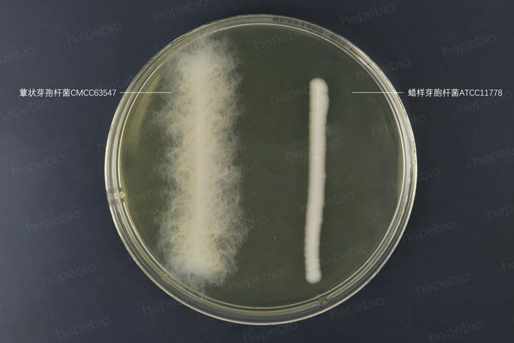蕈状芽孢杆菌和蜡样芽孢杆菌对比照