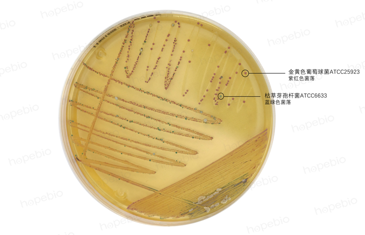 金黄色葡萄球菌显色培养基