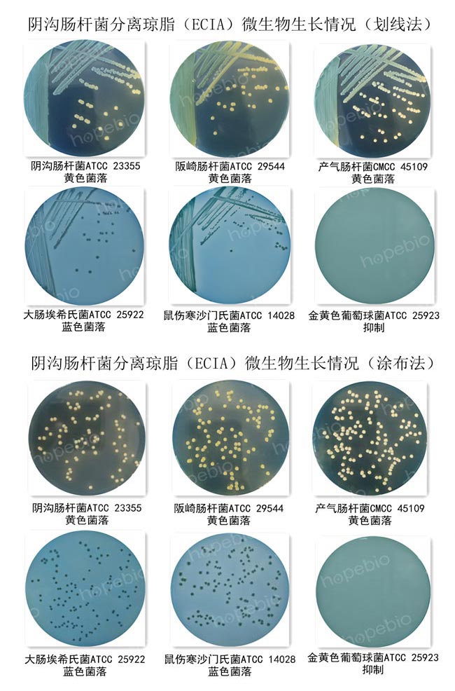 阴沟肠杆菌分离琼脂（ECIA）微生物生长情况