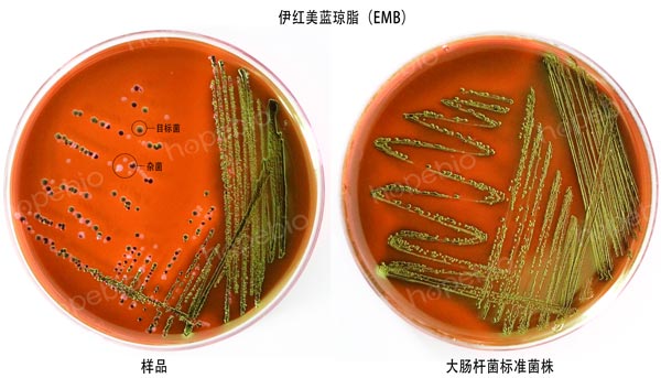 伊红美蓝琼脂(EMB)上的菌落特征