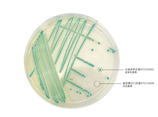 大肠杆菌显色培养基——大肠埃希氏菌、沙门氏菌