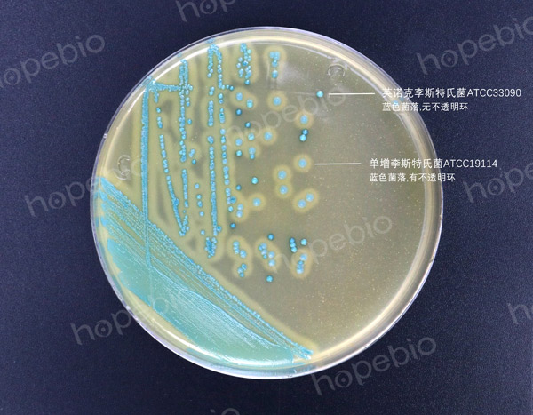李斯特氏菌显色培养基——单增李斯特氏菌，英诺克李斯特氏菌