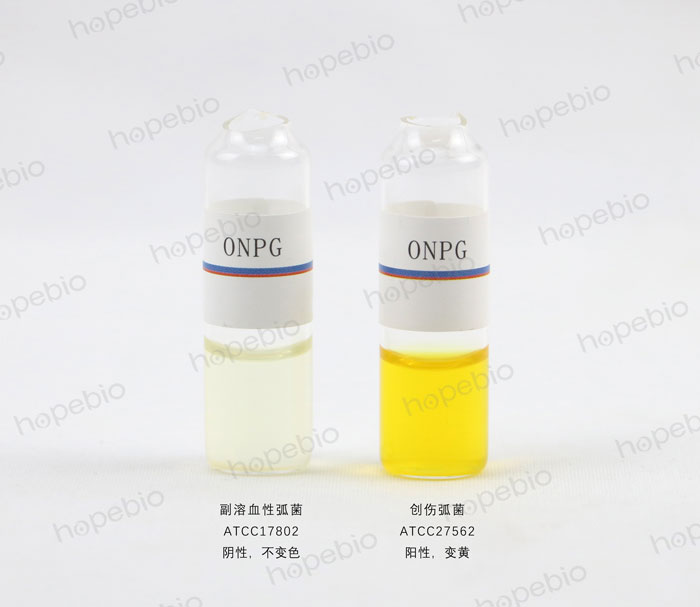 ONPG-副溶血性弧菌、创伤弧菌