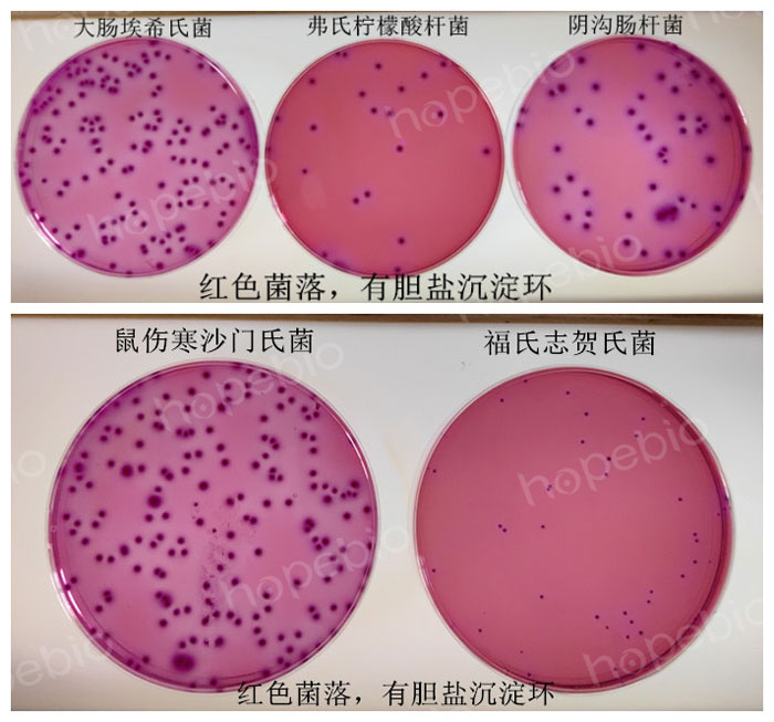 质控菌株在VRBGA上的生长特征