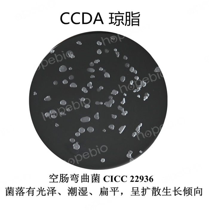 质控菌株在CCDA琼脂培养基上的生长情况
