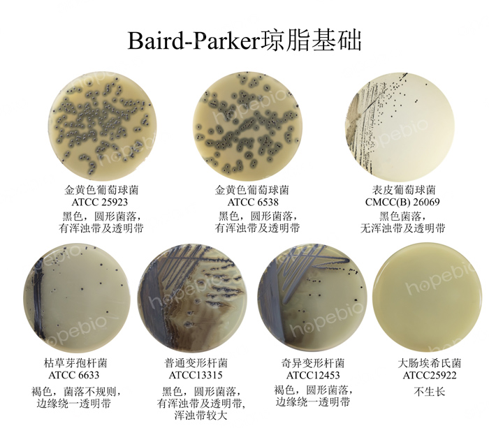 质控菌株在Baird-Parker琼脂培养基上的生长情况
