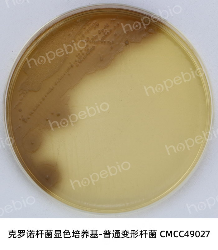 克罗诺杆菌显色-普通变形杆菌
