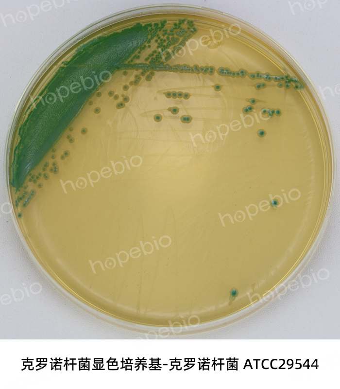 克罗诺杆菌显色-克罗诺杆菌ATCC29544