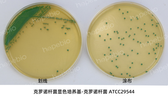 克罗诺杆菌显色-克罗诺杆菌ATCC29544（划线和涂布）