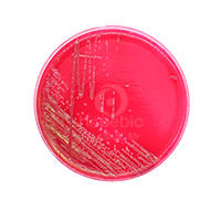 弗氏柠檬酸杆菌-品红亚硫酸钠琼脂
