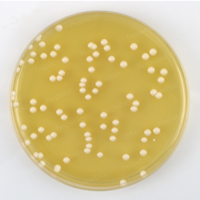 SDA培养基-白色念珠菌