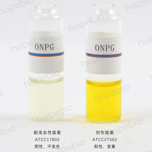 ONPG-副溶血性弧菌、创伤弧菌/