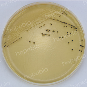 克罗诺杆菌显色-沙门氏菌ATCC14028/