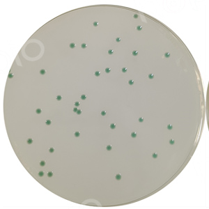 质控菌株在弧菌显色培养基（第二代）生长情况/
