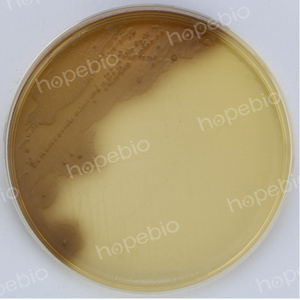 克罗诺杆菌显色-普通变形杆菌 CMCC49027