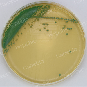 克罗诺杆菌显色-克罗诺杆菌ATCC29544/
