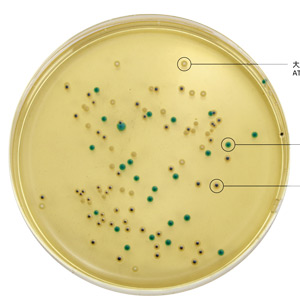 HB7012-8克罗诺杆菌显色特征